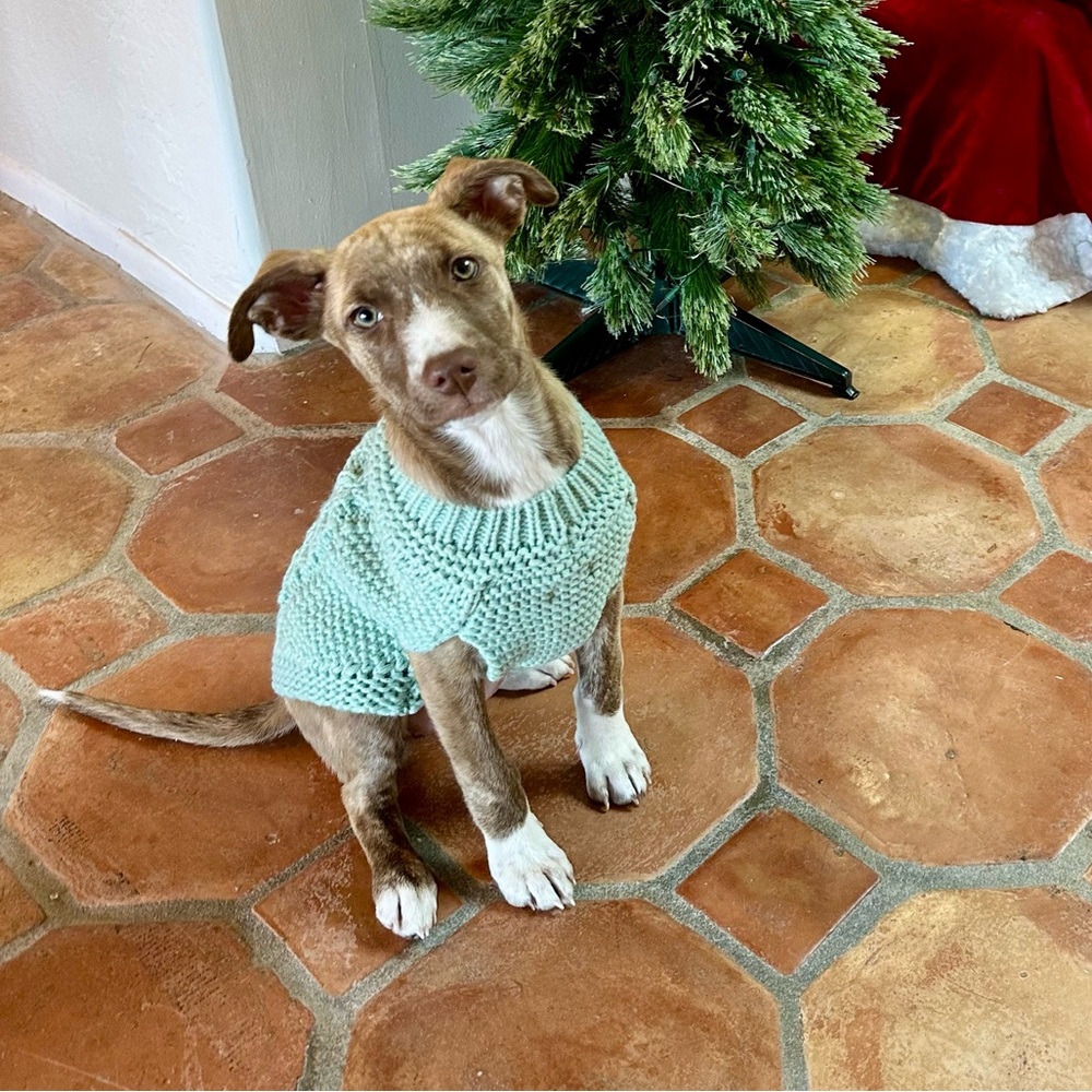 Nautica Pet Sweater 🩵🐶